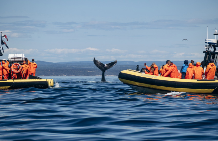 Une baleine à bosse montrant sa queue dans le fleuve Saint‑Laurent, observée depuis des bateaux lors d’une excursion près de Tadoussac, au Québec.