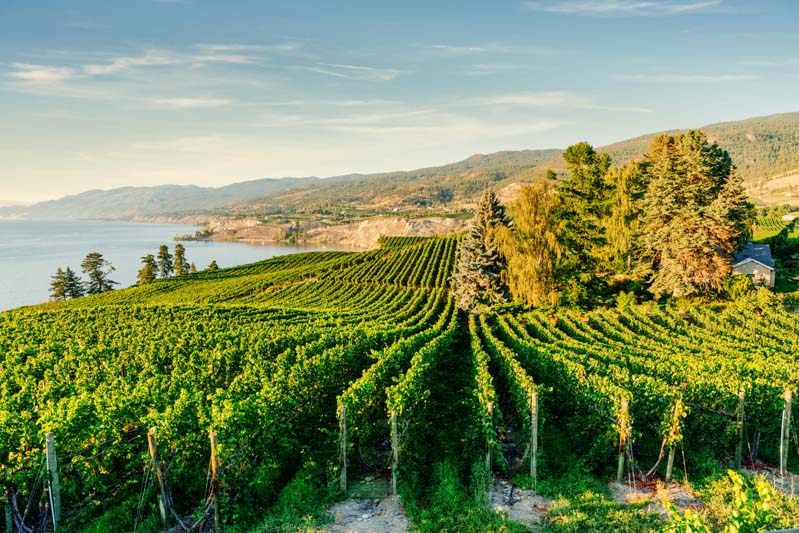 La vallée de l’Okanagan regorge de vignobles enchanteurs