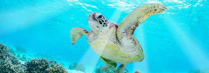 Une tortue nage dans l'eau